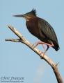 Green Heron