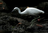 Little Blue Heron