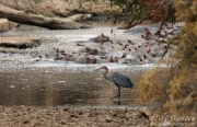 Goliath Heron