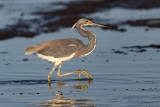 Tricolored Heron