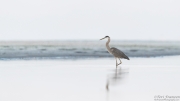 Juvenile Great Blue Heron