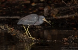 Tricolored Heron