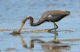 Tricolored Heron