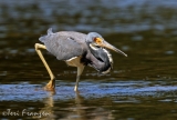 Tricolored Heron