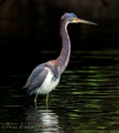 Tricolored Heron