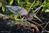 Tricolored Heron