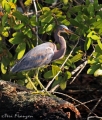 Tricolored Heron