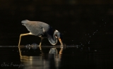 Tricolored Heron