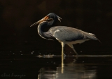 Tricolored Heron