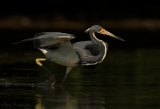 Tricolored Heron