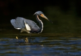 Tricolored Heron