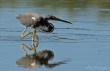 Tricolored Heron