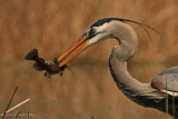 Great Blue Heron