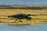 Tricolored Heron