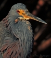 Tricolored Heron