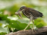 Green Heron