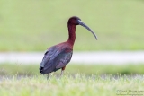 Glossy Ibis