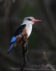 Grey-headed Kingfisher