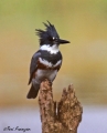 Belted Kingfisher