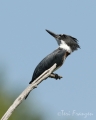 Belted Kingfisher