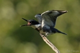 Belted Kingfisher