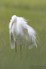 Great Egret