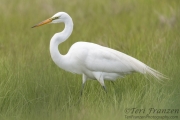 Great Egret