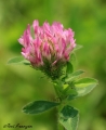 Red Clover