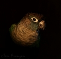 Conure (captive)