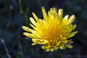 Backyard Dandelion (2020)