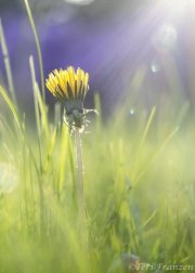 Backyard Dandelion (2020)