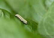 Monarch on Milkweed