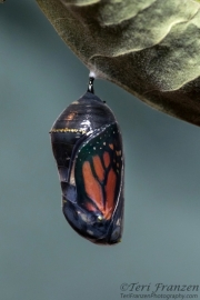 Monarch chrysalis in its final stages