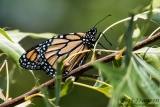 Monarch Butterfly