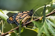 Monarch Butterfly