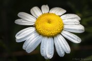 Backyard Daisy (2020)