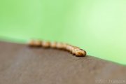 Cecropia Eggs 2020 (Captive)