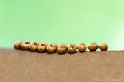 Cecropia Eggs 2020 (Captive)