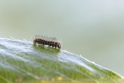 Cecropia Caterpillars 2020 (Captive)