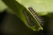 Cecropia Caterpillars 2020 (Captive)