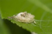 Newly Hatched Jumping Spider (2020)