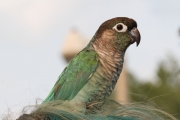 Conure (captive)