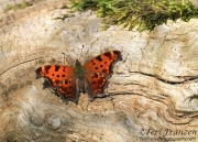 Eastern Comma Butterfly