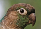 Conure (captive)