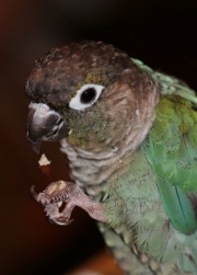 Conure (captive)