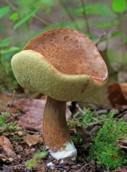 Bay Bolete