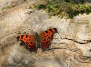 Comma Butterfly