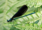 Ebony Jewelwing Damselfly