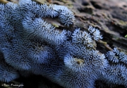Coral Slime (Ceratiomyxa fruticulosa)