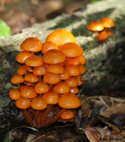 Orange Mycena